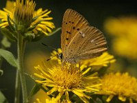 Lycaena virgaureae 107, Morgenrood, Saxifraga-Marijke Verhagen