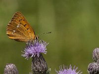 Lycaena virgaureae 108, Morgenrood, Saxifraga-Marijke Verhagen