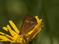 Lycaena virgaureae 110, Morgenrood, Saxifraga-Marijke Verhagen