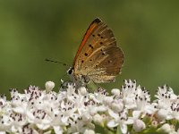 Lycaena virgaureae 111, Morgenrood, Saxifraga-Marijke Verhagen