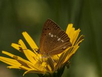 Lycaena virgaureae 112, Morgenrood, Saxifraga-Marijke Verhagen