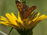 Lycaena virgaureae 115, female, Morgenrood, Saxifraga-Marijke Verhagen