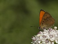 Lycaena virgaureae 116, Morgenrood, Saxifraga-Marijke Verhagen