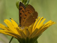 Lycaena virgaureae 118, female, Morgenrood, Saxifraga-Marijke Verhagen