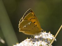 Lycaena virgaureae 12, Morgenrood, female, Saxifraga-Marijke Verhagen