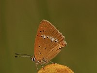 Lycaena virgaureae 121, Morgenrood, Saxifraga-Bas Klaver