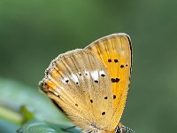 Lycaena virgaureae 122, Morgenrood, Saxifraga-Luuk Vermeer