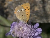 Lycaena virgaureae 127, Morgenrood, Saxifraga-Willem van Kruijsbergen