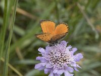 Lycaena virgaureae 129, Morgenrood, Saxifraga-Willem van Kruijsbergen