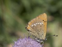 Lycaena virgaureae 131, Morgenrood, Saxifraga-Willem van Kruijsbergen