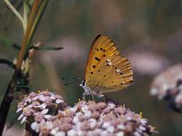 Lycaena virgaureae 14, Morgenrood, female, Vlinderstichting-Harm Smeenk