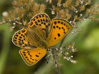 Lycaena virgaureae 15, Morgenrood, female, Saxifraga-Jan van der Straaten