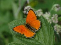 Lycaena virgaureae 20, Morgenrood, male, Saxifraga-Jan van der Straaten