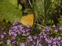 Lycaena virgaureae 22, Morgenrood, male, Saxifraga-Jan van der Straaten