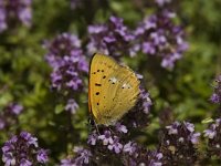 Lycaena virgaureae 23, Morgenrood, male, Saxifraga-Marijke Verhagen