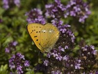 Lycaena virgaureae 26, Morgenrood, male, Saxifraga-Marijke Verhagen