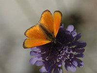 Lycaena virgaureae 27, Morgenrood, male, Saxifraga-Jan van der Straaten