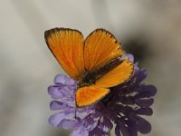 Lycaena virgaureae 28, Morgenrood, male, Saxifraga-Jan van der Straaten