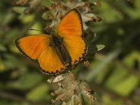 Lycaena virgaureae 29, Morgenrood, male, Saxifraga-Jan van der Straaten