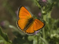 Lycaena virgaureae 35, Morgenrood, male, Saxifraga-Jan van der Straaten