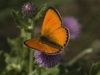 Lycaena virgaureae 36, Morgenrood, male, Saxifraga-Jan van der Straaten