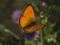 Lycaena virgaureae 37, Morgenrood, male, Saxifraga-Jan van der Straaten