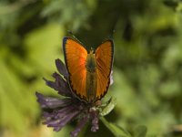 Lycaena virgaureae 39, Morgenrood, male, Saxifraga-Jan van der Straaten