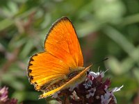 Lycaena virgaureae 40, Morgenrood, male, Saxifraga-Jan van der Straaten