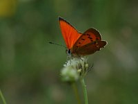 Lycaena virgaureae 41, Morgenrood, Vlinderstichting-Albert Vliegenthart