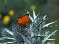 Lycaena virgaureae 42, Morgenrood, Vlinderstichting-Kars Veling