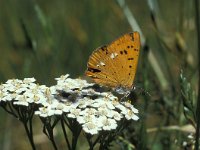 Lycaena virgaureae 44, Morgenrood, Vlinderstichting-Kars Veling