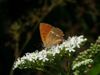 Lycaena virgaureae 45, Morgenrood, Vlinderstichting-Kars Veling