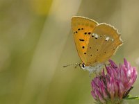 Lycaena virgaureae 46, Morgenrood, Vlinderstichting-Jaap Bouwman