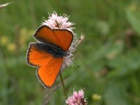 Lycaena virgaureae 47, Morgenrood, Vlinderstichting-Kars Veling