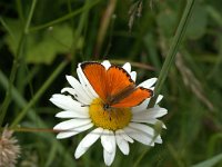 Lycaena virgaureae 48, Morgenrood, Vlinderstichting-Kars Veling