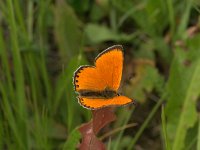 Lycaena virgaureae 49, Morgenrood, Vlinderstichting-Kars Veling