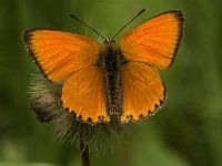 Lycaena virgaureae 5, Morgenrood, Saxifraga-Jan van der Straaten