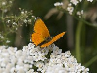 Lycaena virgaureae 51, Morgenrood, male, Saxifraga-Willem van Kruijsbergen