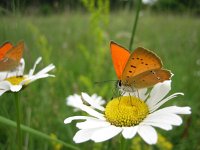 Lycaena virgaureae 52, Morgenrood, Saxifraga-Mireille de Heer