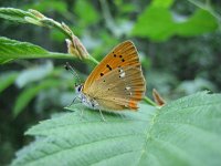 Lycaena virgaureae 53, Morgenrood, Saxifraga-Arthur van Dijk