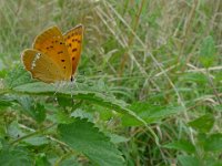 Lycaena virgaureae 55, Morgenrood, female, Saxifraga-Mark Zekhuis