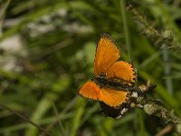 Lycaena virgaureae 56, Morgenrood, Saxifraga-Jan van der Straaten