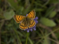 Lycaena virgaureae 61, Morgenrood, female, Saxifraga-Jan van der Straaten