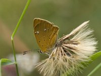 Lycaena virgaureae 64, Morgenrood, Saxifraga-Willem van Kruijsbergen