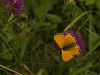 Lycaena virgaureae 65, Morgenrood, Saxifraga-Jan van der Straaten