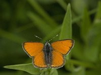 Lycaena virgaureae 69, Morgenrood, male, Saxifraga-Jan van der Straaten