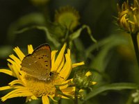 Lycaena virgaureae 72, Morgenrood, Saxifraga-Jan van der Straaten