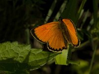 Lycaena virgaureae 73, Morgenrood, Saxifraga-Jan van der Straaten