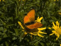 Lycaena virgaureae 75, Morgenrood, male, Saxifraga-Jan van der Straaten