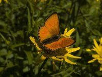 Lycaena virgaureae 76, Morgenrood, male, Saxifraga-Jan van der Straaten